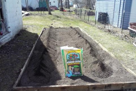 Eric's sweet potato garden